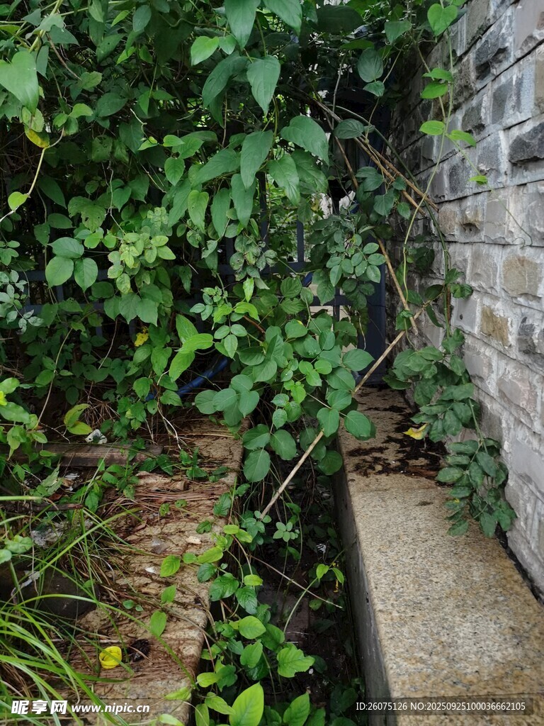 墙边绿植小径