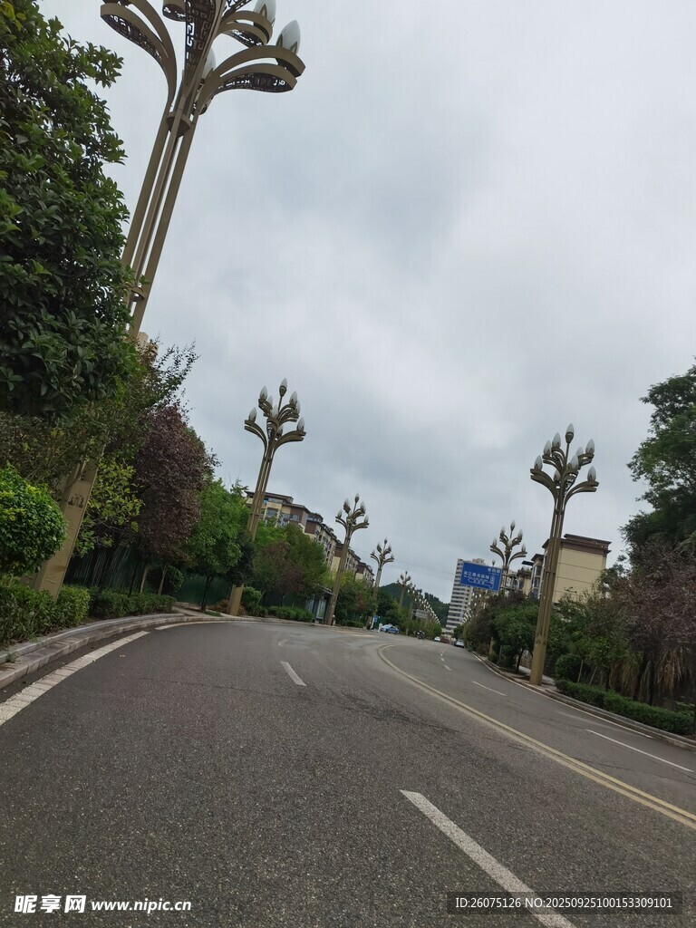 道路旁造型独特的树木