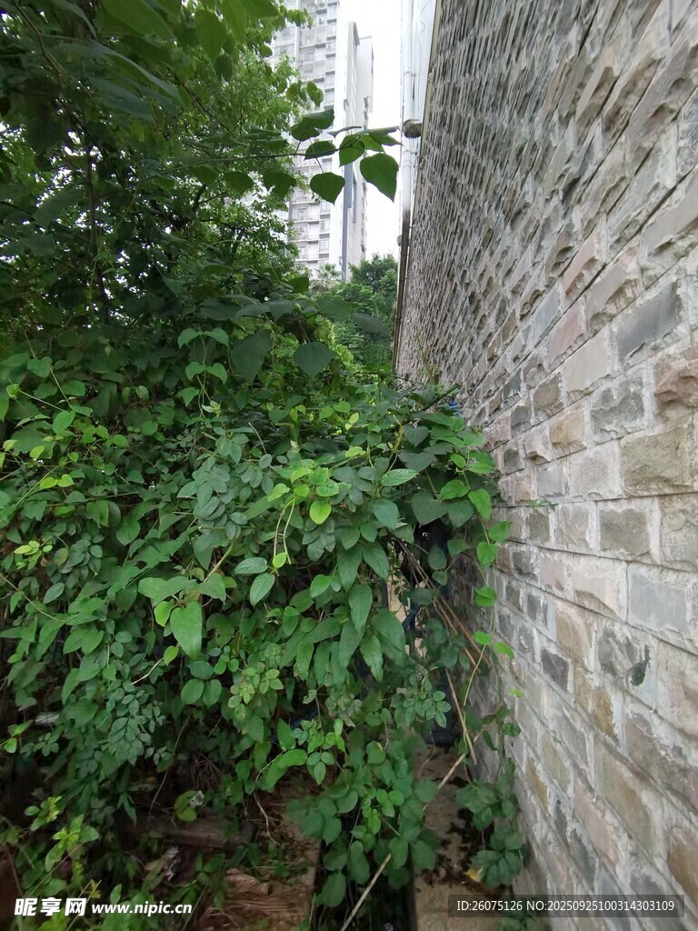 砖墙旁的繁茂绿植