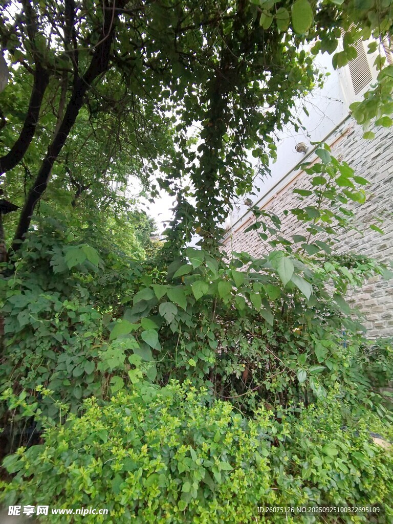 繁茂绿植环绕的自然角落
