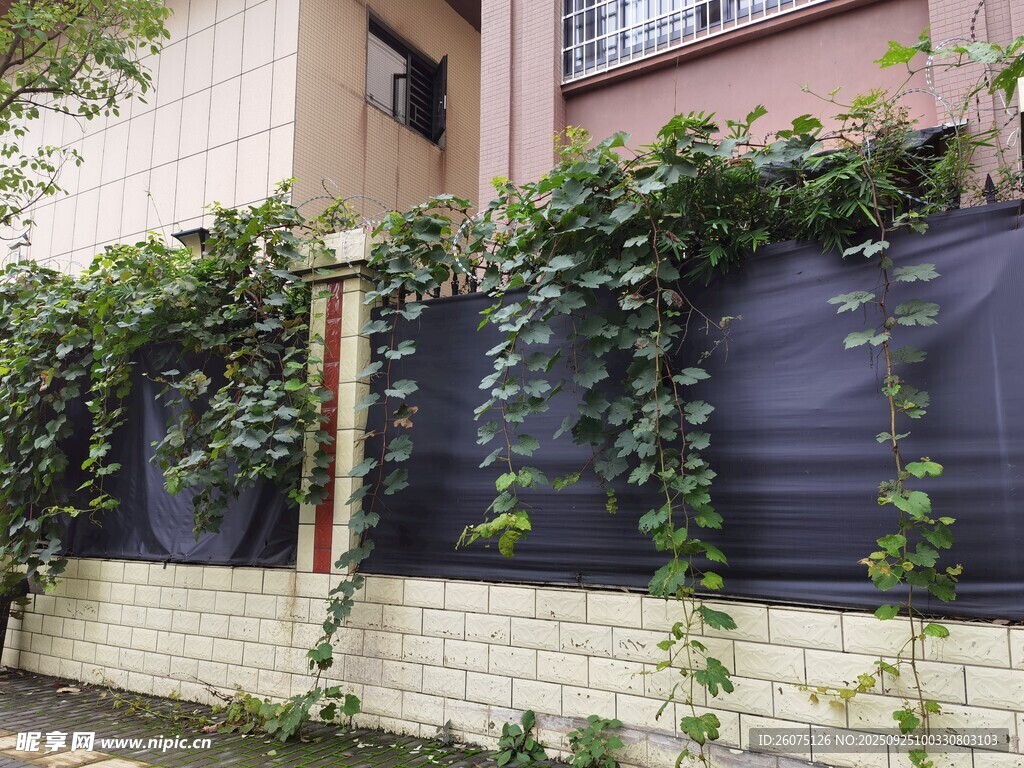 爬满绿植的围墙景观