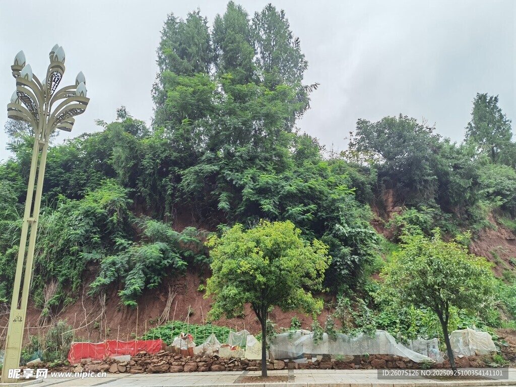 山坡绿植景观