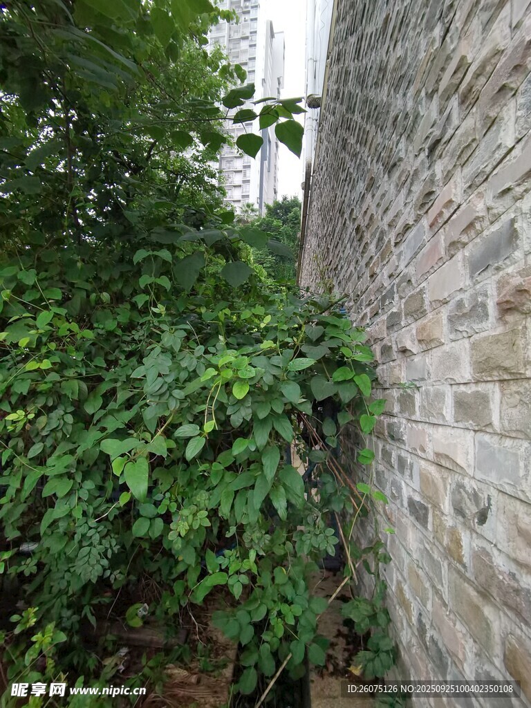 砖墙旁的繁茂绿植
