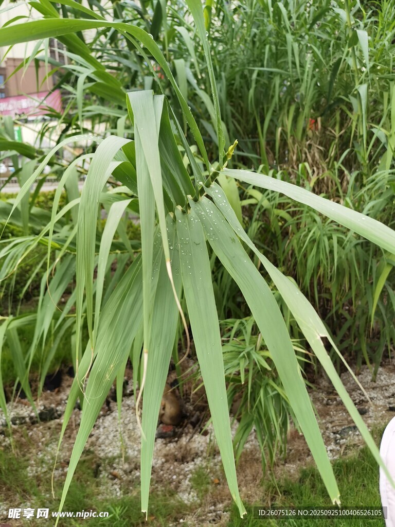 嫩绿舒展的奇特植物