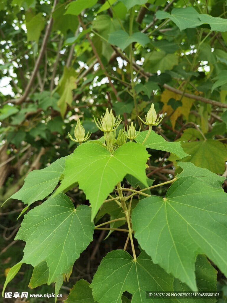 绿叶间的植物花朵特写