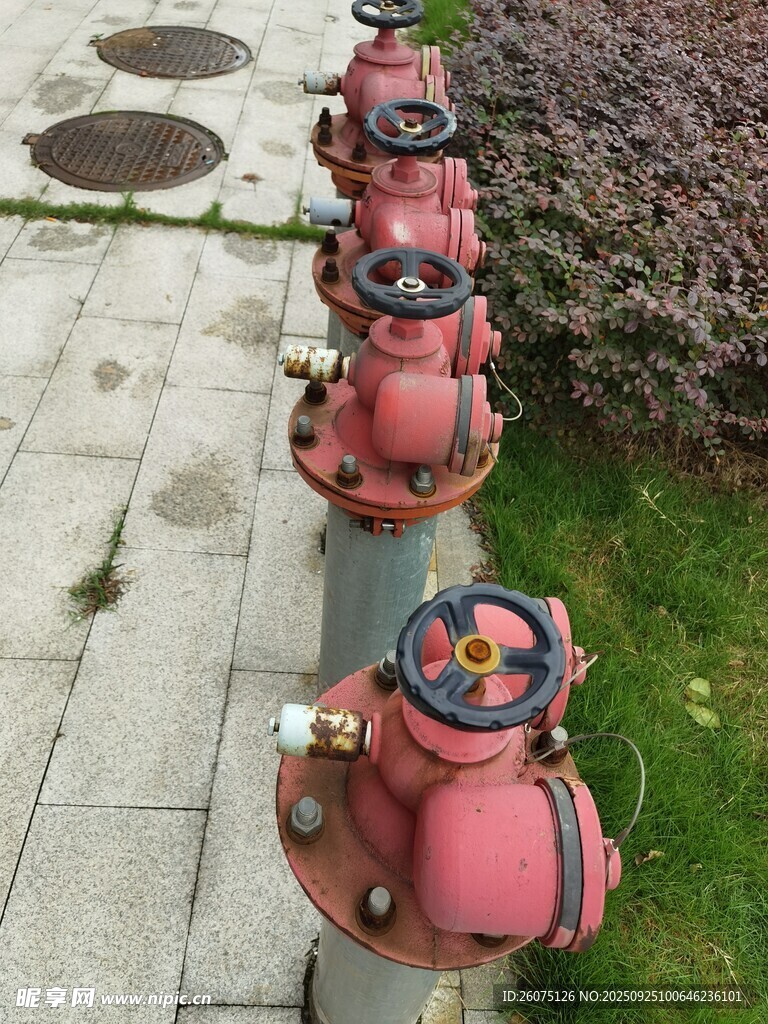 一排红色消防栓