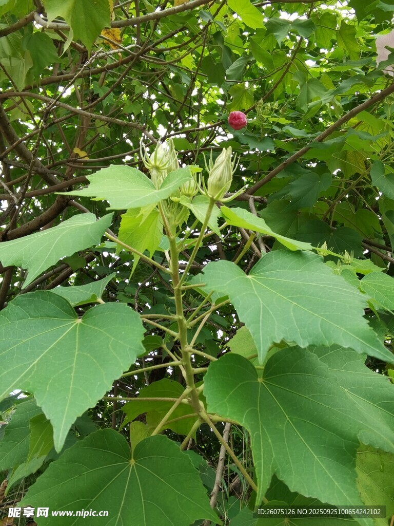 绿叶繁茂的植物景象