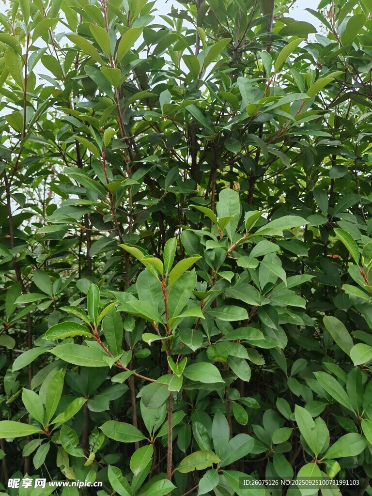 茂密绿植景观