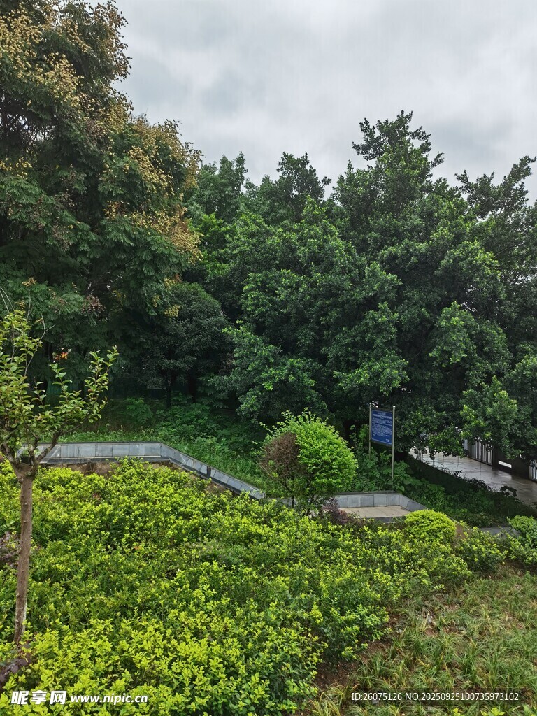 绿意盎然的林间小道
