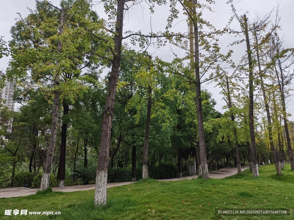 林间草地风景