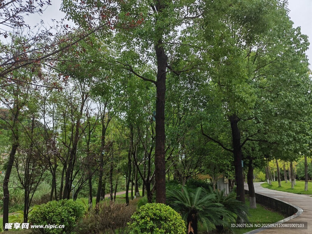 林间幽径绿意盎然的自然景
