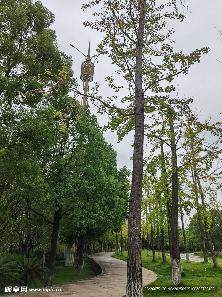 林间小径旁的挺拔树木
