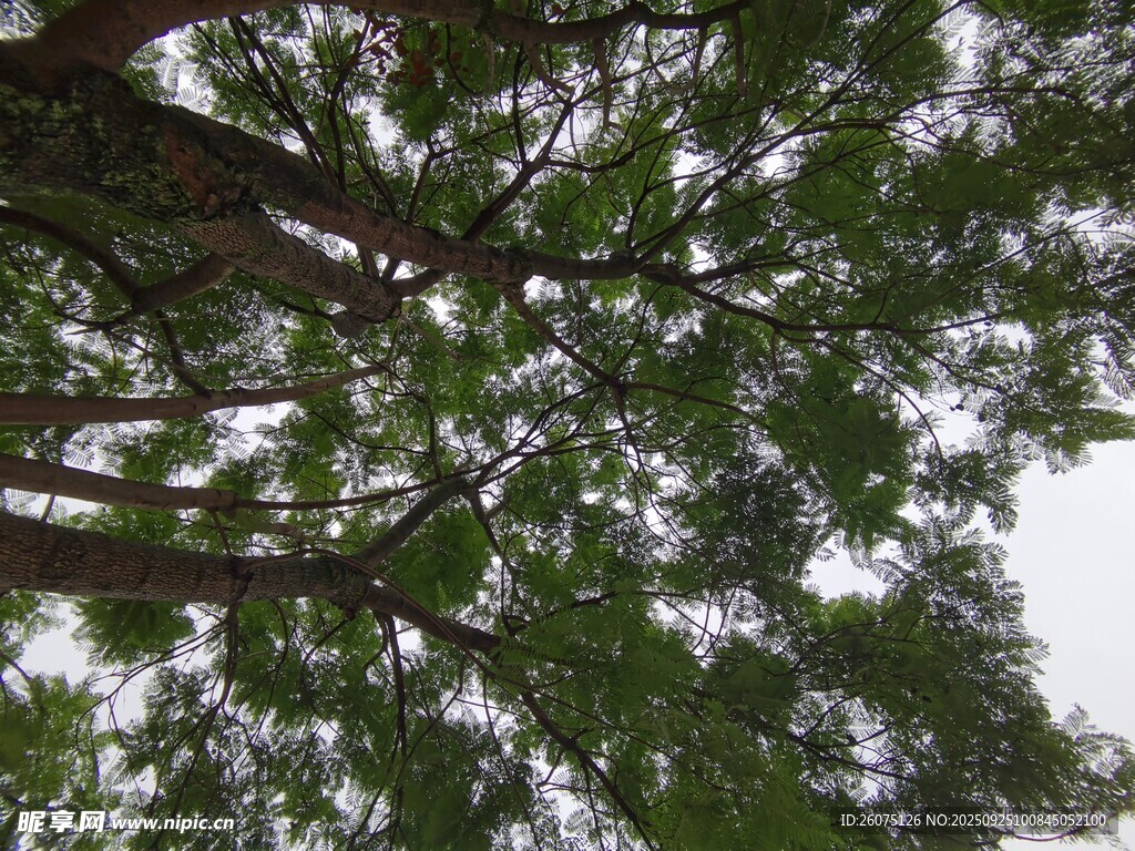 仰视繁茂树冠