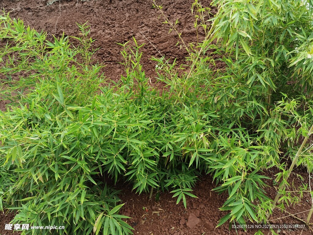 嫩绿植物生长于泥土间
