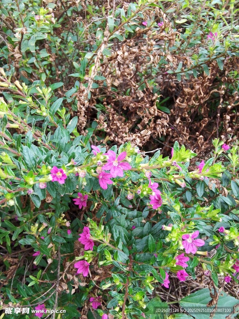 绽放的粉色花丛