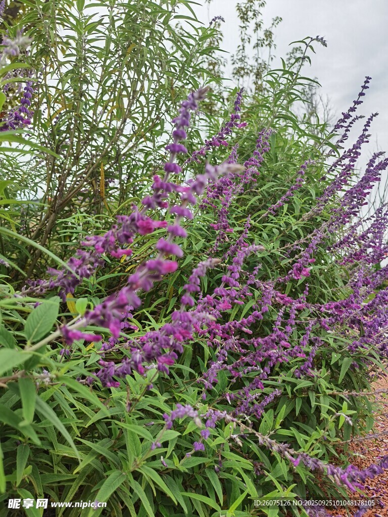 紫色花卉植物特写