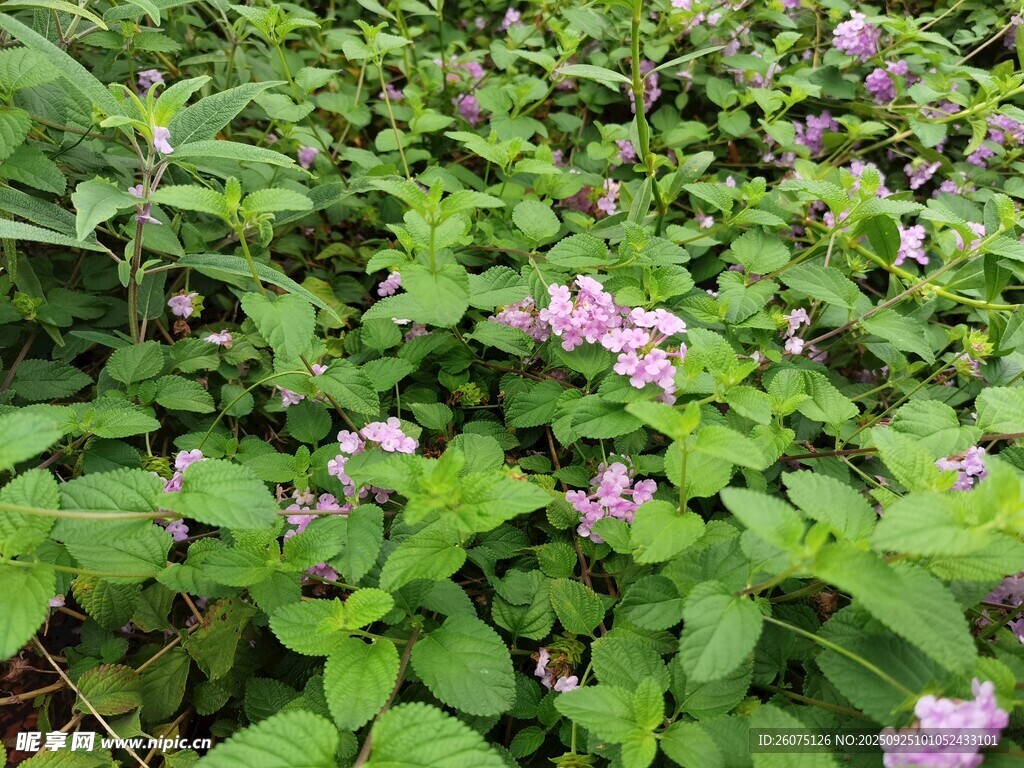 绿叶丛中的紫色小花