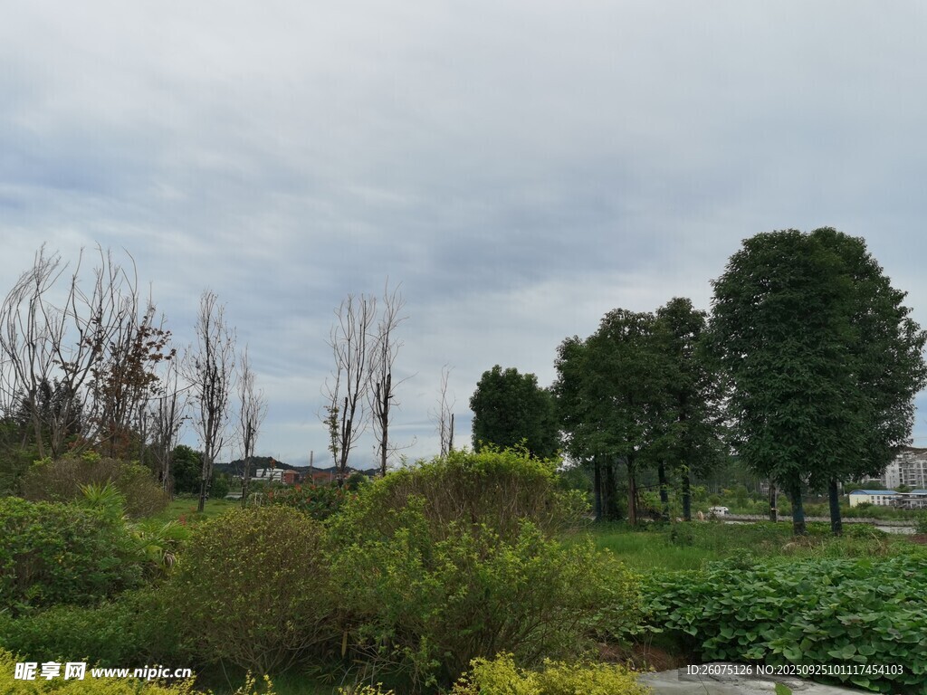 户外绿植景观
