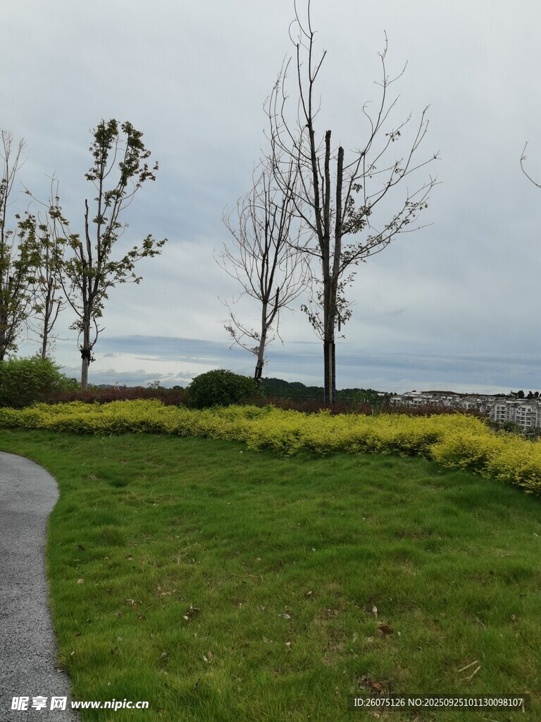 海滨草地旁的萧瑟树木