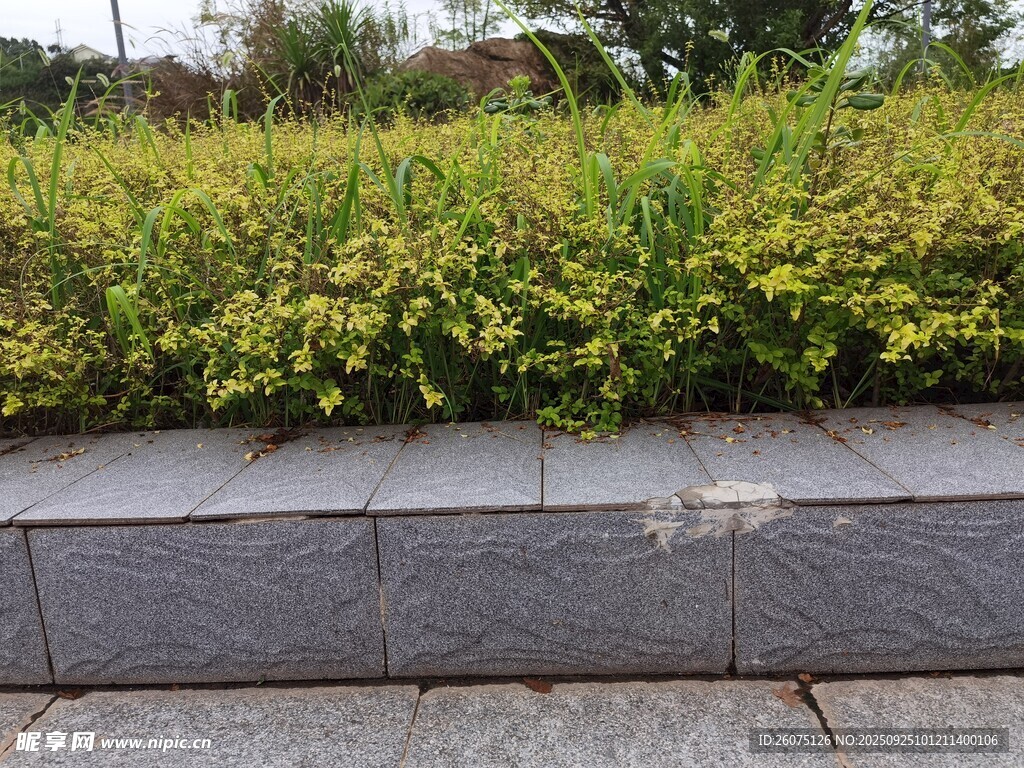 石砌花坛边的繁茂绿植