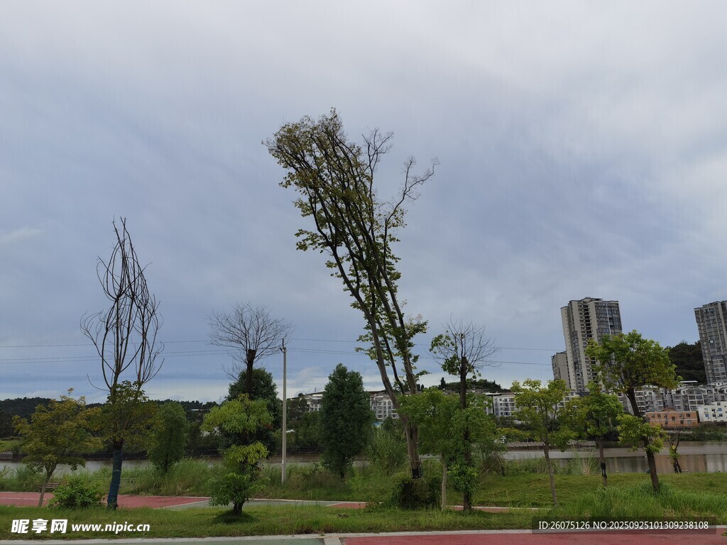 倾斜树木景观