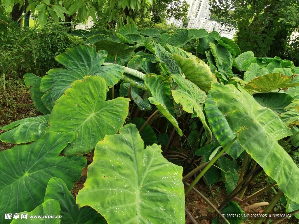 大片翠绿芋类植物