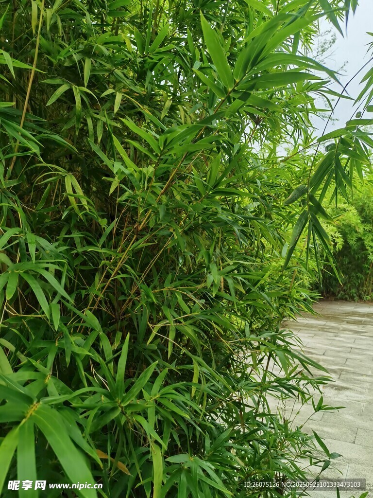翠绿竹林旁的幽静小道
