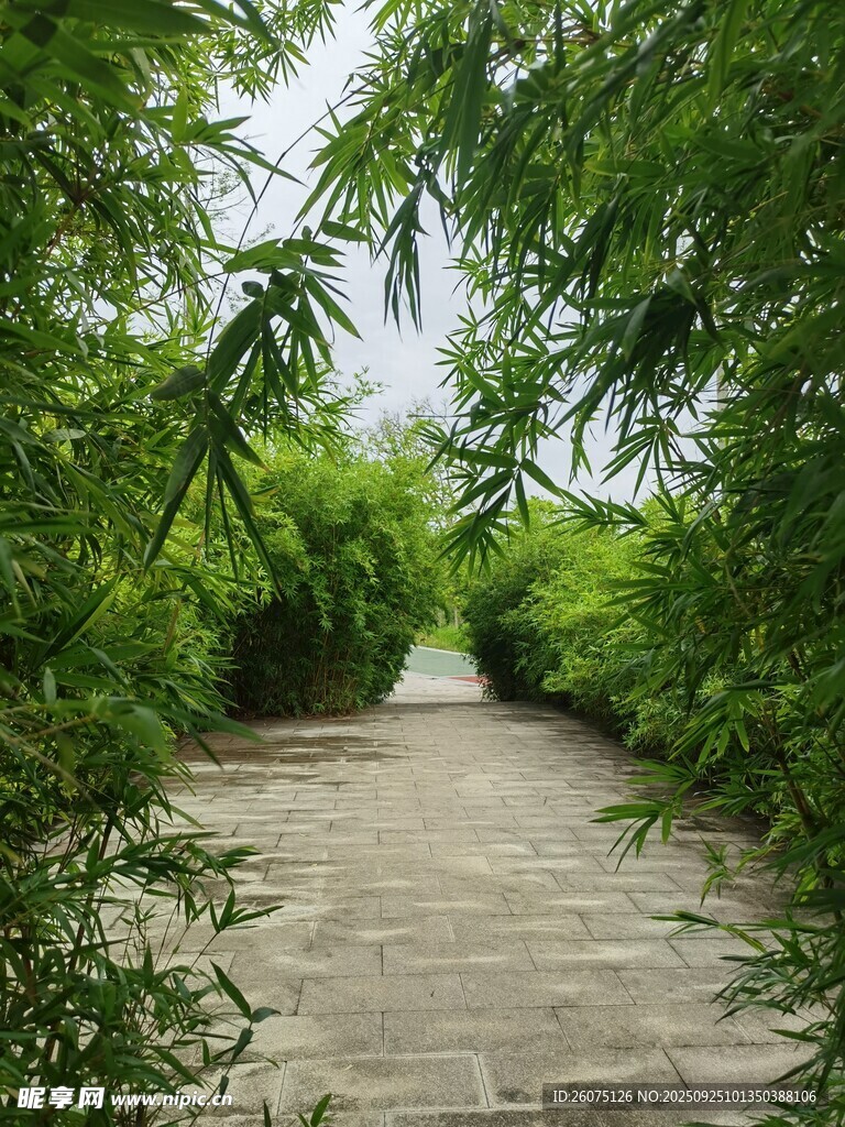 竹林间的石板小径