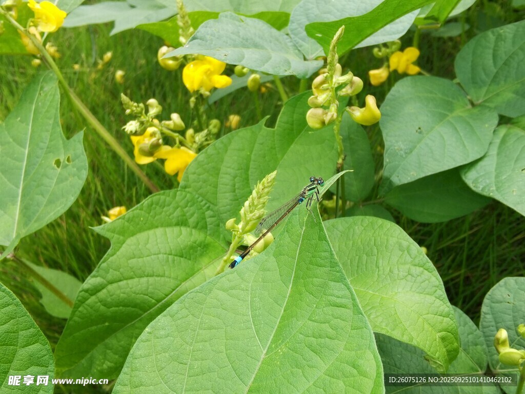 绿叶丛中绽放的黄色小花