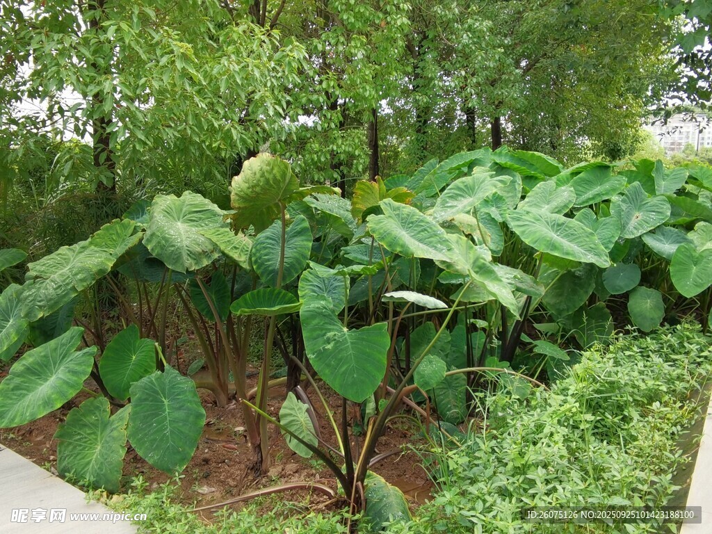 绿叶繁茂的芋头植株景观