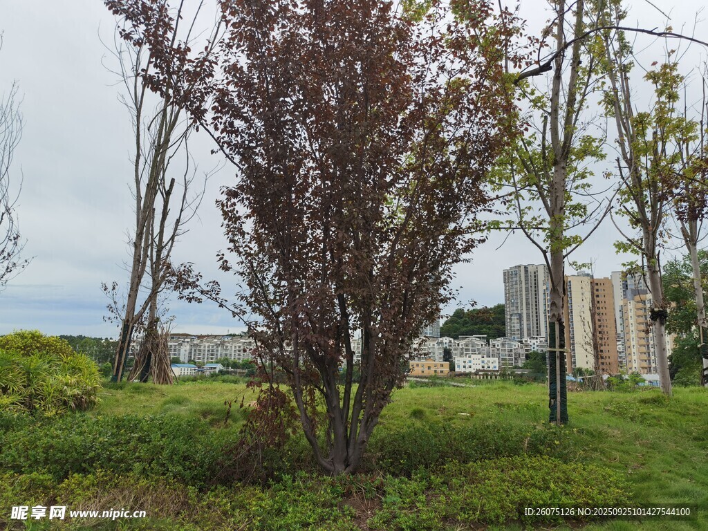 户外紫叶树与绿植景观