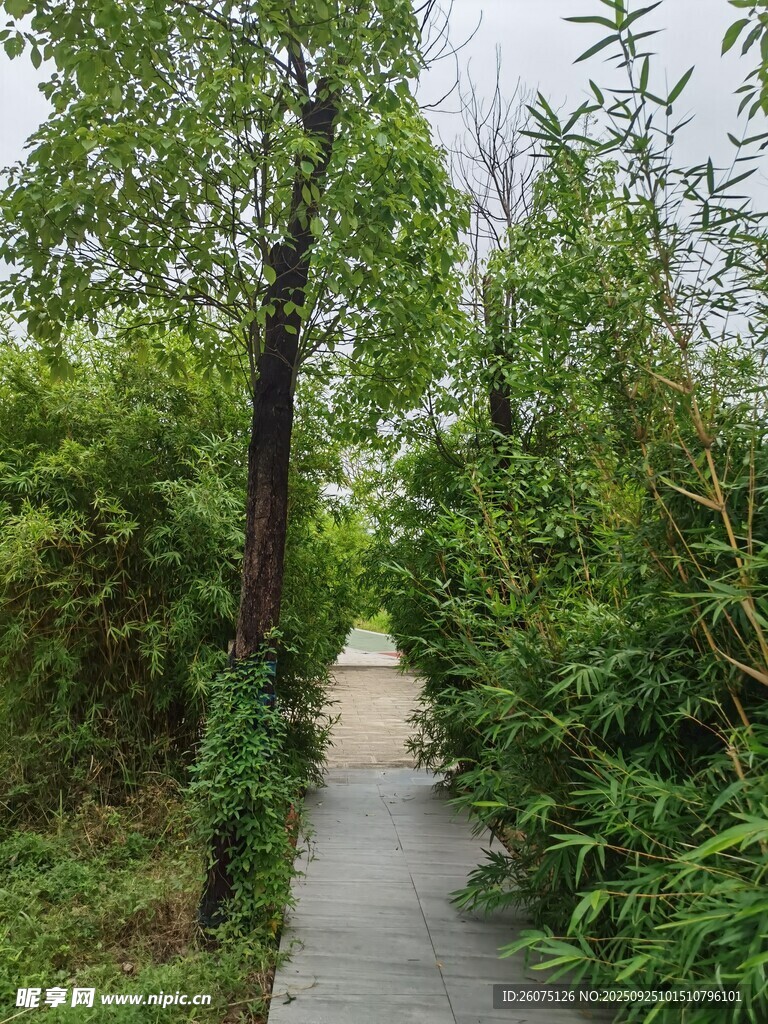 林间幽静小道