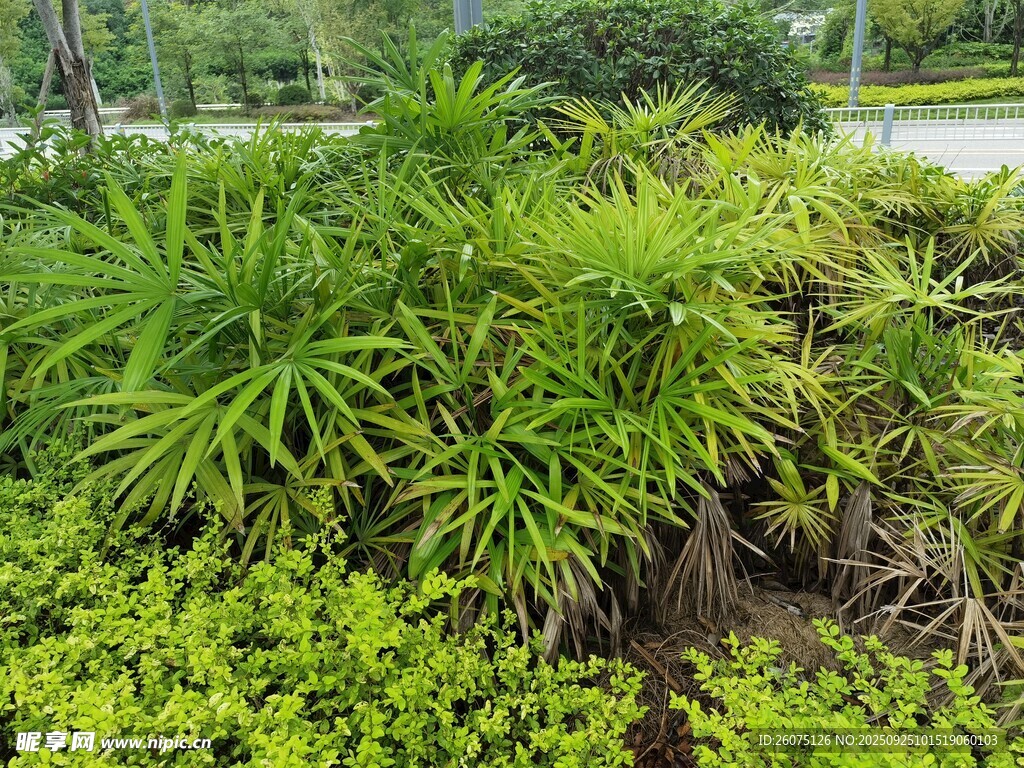 翠绿繁茂的户外植物景观