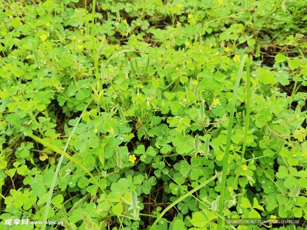 翠绿茂盛的水生植物群落