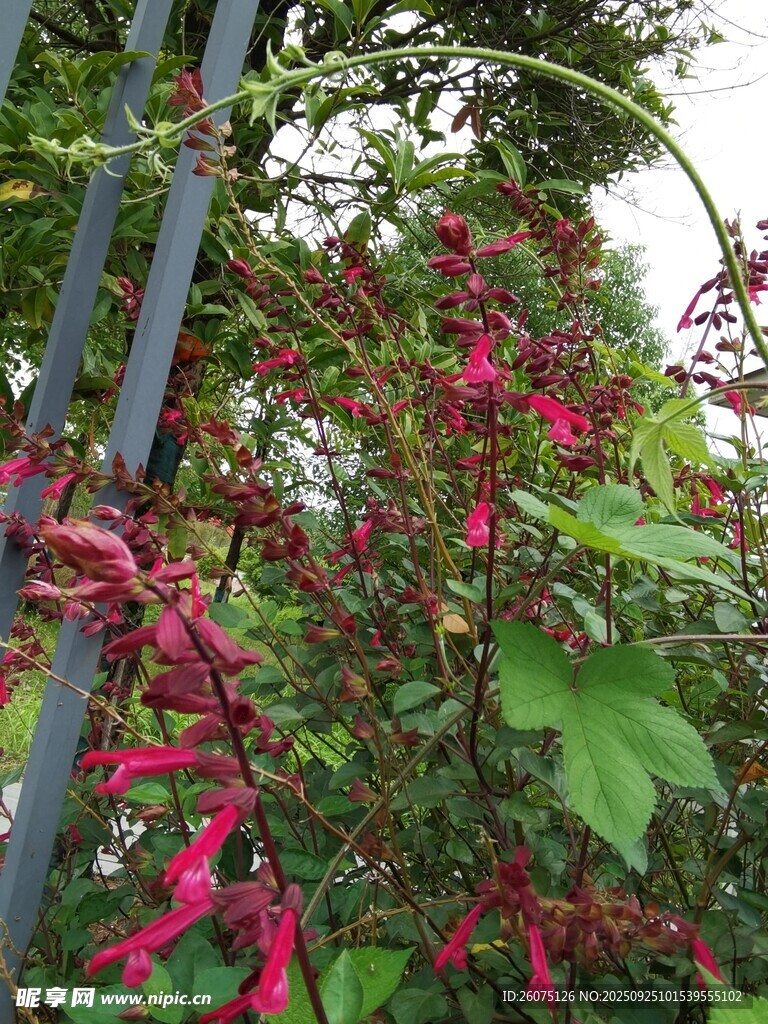 红穗铁苋菜植物特写