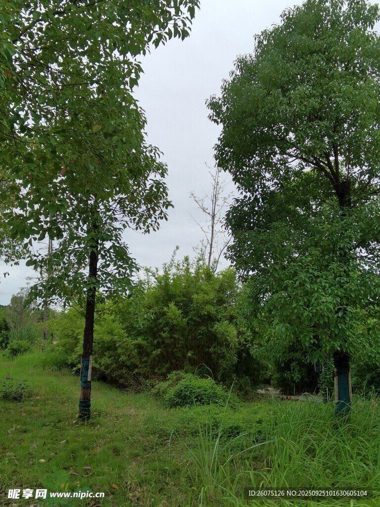 绿意盎然的林间草地