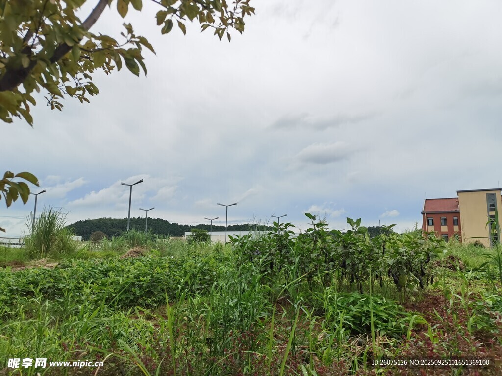 田野中的绿植与远处建筑
