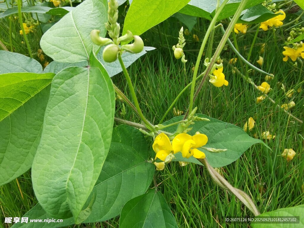 藤蔓上的黄色小花