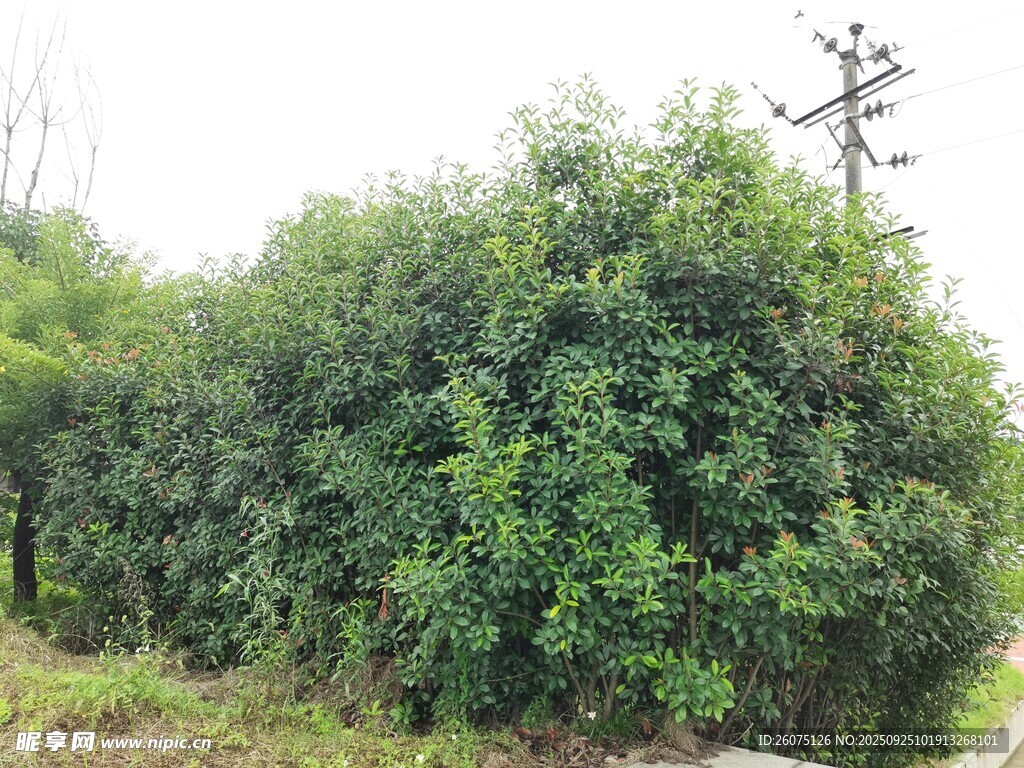 茂密绿植景观