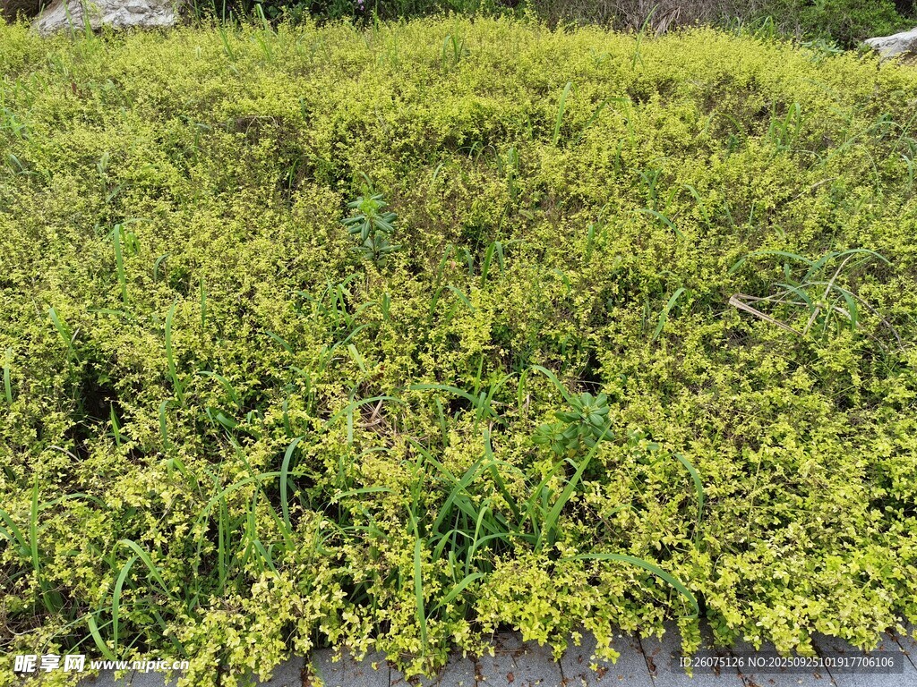 水面上的繁茂绿色水生植物