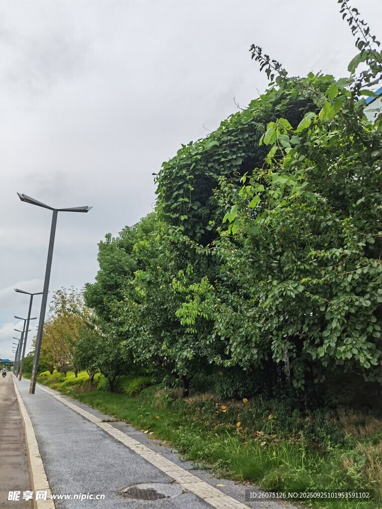 雨后林荫小道景色