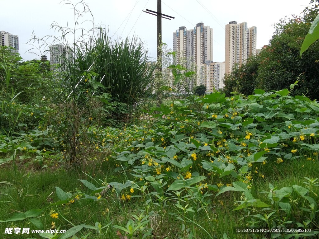 城市中的自然绿植景观
