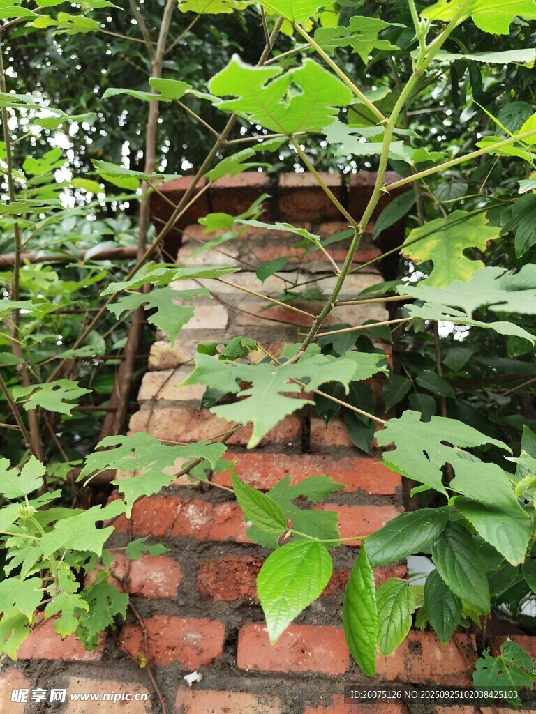红砖墙上的繁茂绿植