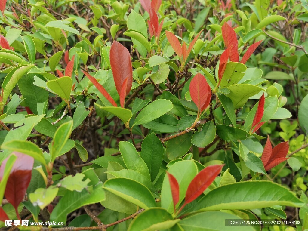 绿叶间的红色植物