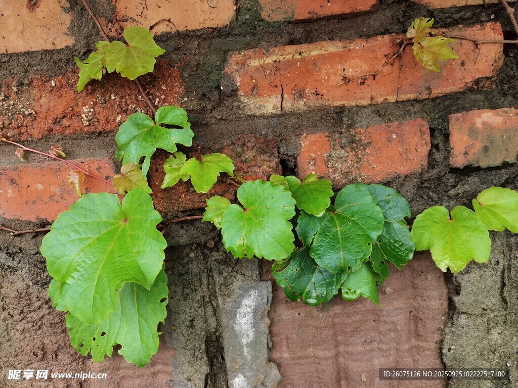 砖墙绿植自然的生机点缀