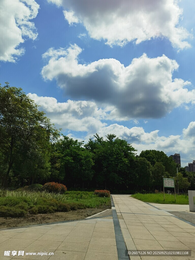乡村公路旁的葱郁树林