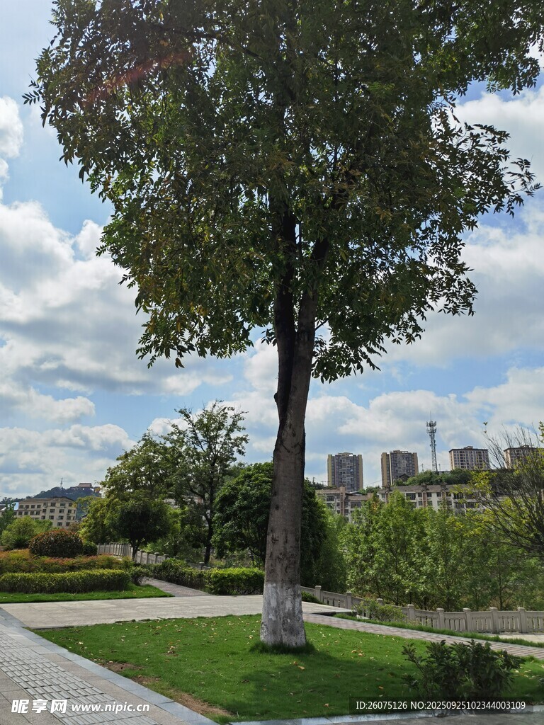 城市中的绿树与开阔小径