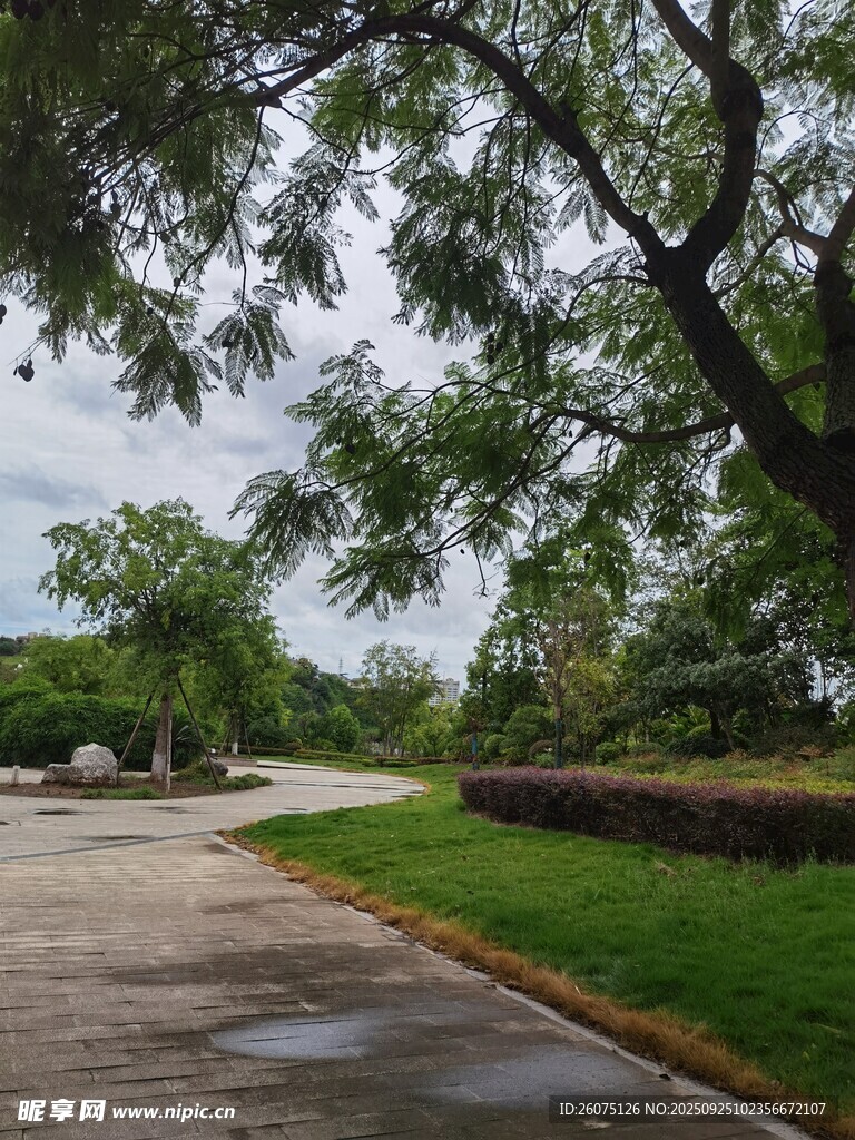 雨后林荫道旁的葱郁大树
