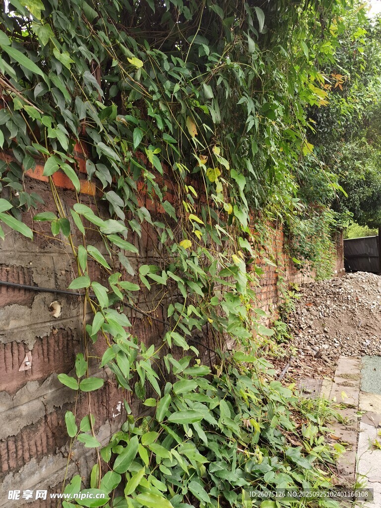 爬满绿植的砖墙美景