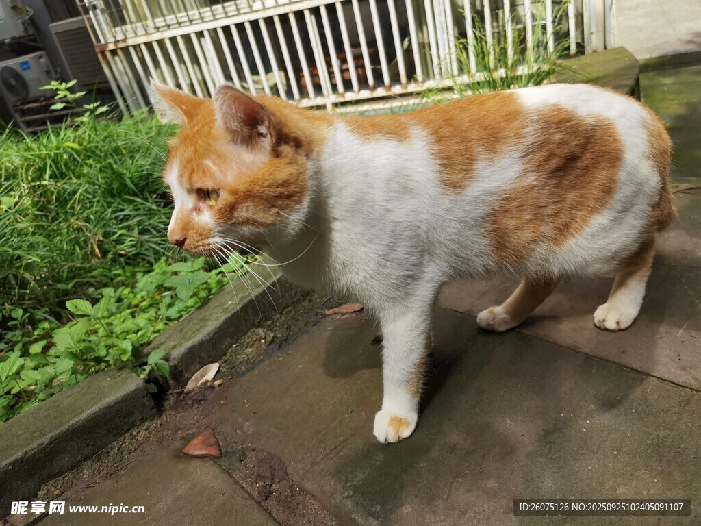 户外的橙白相间猫咪